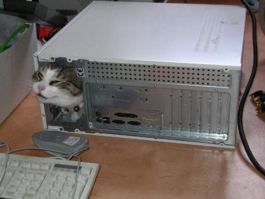 gatinho saindo de dentro de um gabinite de computador pela parte traseira